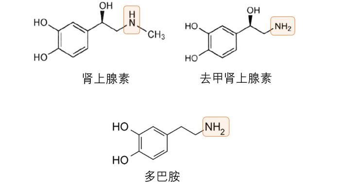 mg动画短视频